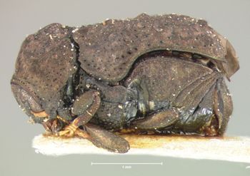 Media type: image; Entomology 9349   Aspect: habitus lateral view